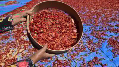 Damarları açıyor, kalp sağlığına iyi geliyor! Kilosu 750 TL’den alıcı buluyor