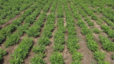 Coğrafi işaretli hasadı başladı! 127 bin dekarda üretiliyor, kilosu 70 liraya kadar çıkıyor