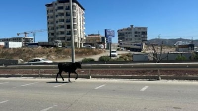 Hatay'da ahırdan kaçan buzağı trafiği birbirine kattı