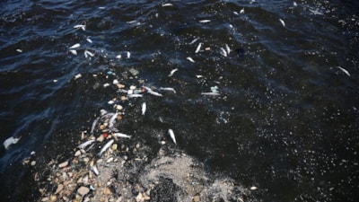 İzmir Körfezi'ndeki balık ölümleri sürüyor: Vatandaş tepkili