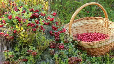 Eken yaşadı: Doğada kendiliğinden yetişiyor, kilosu 500 TL’yi buluyor
