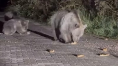 Uludağ'da ayı ailesini arabadan beslediler