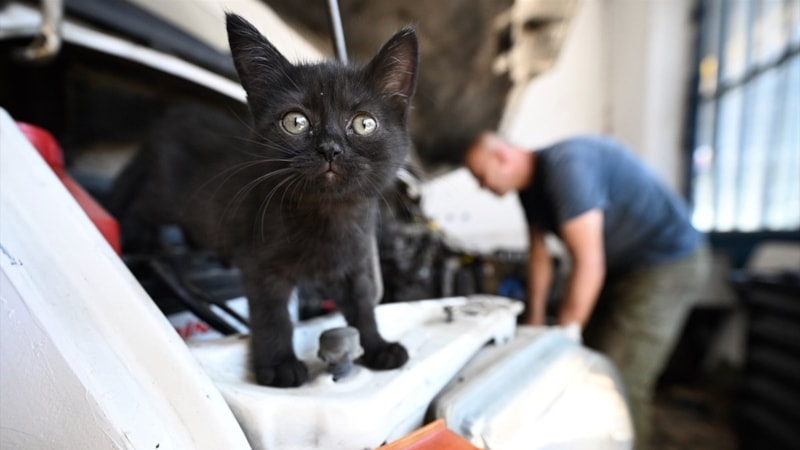 Düzce'de tamir kaputunda bulduğu yavru kediyi sahiplendi