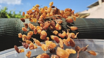 Türkiye'nin kuru üzüm ihracatı 546,5 milyon dolarla rekor kırdı