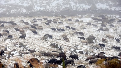 Ardahan'a kar bastırdı, küçükbaş hayvan sürüleri hazırlıksız yakalandı