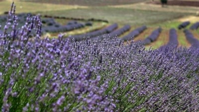 Kimyasallara elveda: Böcekleri evden uzaklaştıran 5 bitki
