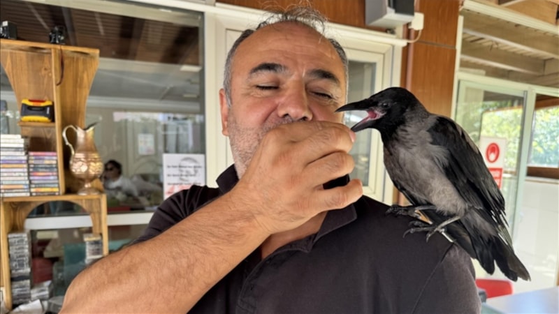 Yalova’da 'Siyah' isimli karga, pansiyonun maskotu oldu