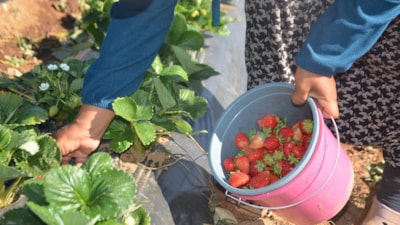 Bilecik'te 25 yıllık işlerini yürütemediler: Çilekle 30 kat rekolteye çıktılar