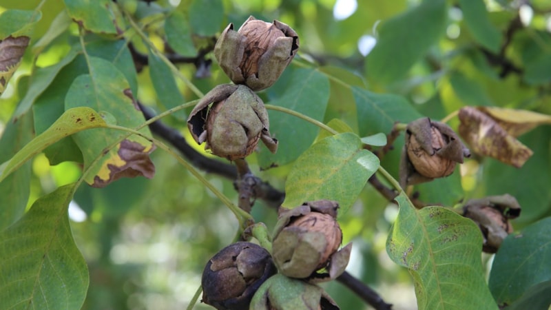 Bir kere eken yıllarca rahat ediyor! Hasadıyla yüz güldürüyor