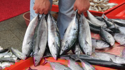 En sağlıklı balık hangisi? İşte proteini en yüksek balık türleri