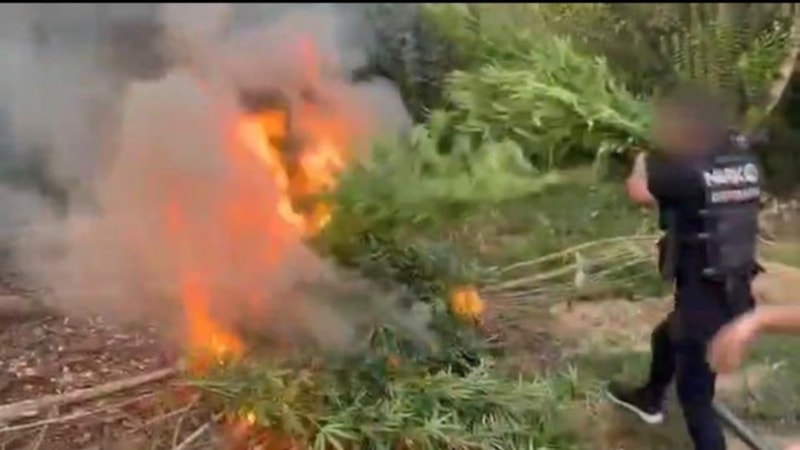 Diyarbakır'da uyuşturucu operasyonu: 1 milyar liralık kenevir ele geçirildi