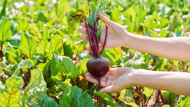 Kalbi destekliyor, beyni iyileştiriyor: Kırmızı pancarın mucizevi etkileri