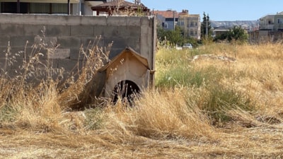 Burdur'da sokak köpeklerinin saldırdığı kadın yaralandı