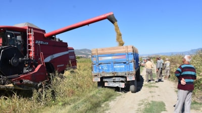 Sinop'ta 17 bin 484 dekar alanda çeltik hasadı