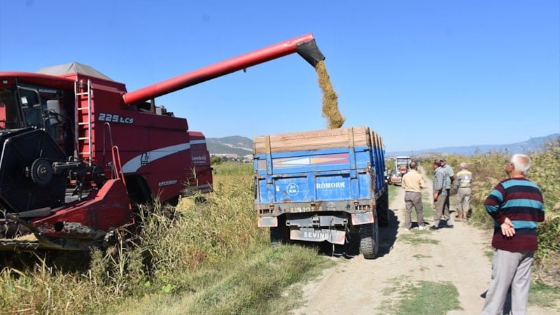 Sinop'ta 17 bin 484 dekar alanda çeltik hasadı