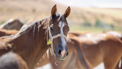 TİGEM, açık artırmayla satacak! Her biri servet değerinde