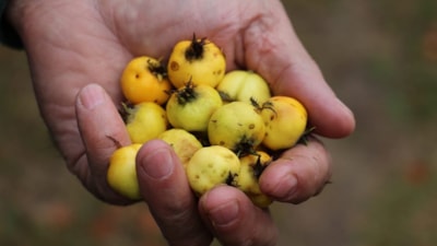 Bahçesinde olan yaşadı: Kendiliğinden yetişiyor, kilosu 600 TL’ye kadar çıkıyor
