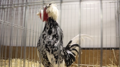 Doğu ve Güneydoğu'nun en güzel horoz ve tavukları yarıştı