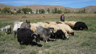 Bayburt’ta kaybolan 13 koyun, drone ile bulundu