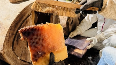 Coğrafi işaret tescilli Ayder balında hasat başladı