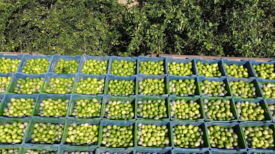 Hasadı başladı: Avrupa’dan talep yağıyor, kilosu 20 TL’den satılıyor