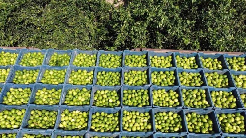 Hasadı başladı: Avrupa’dan talep yağıyor, kilosu 20 TL’den satılıyor