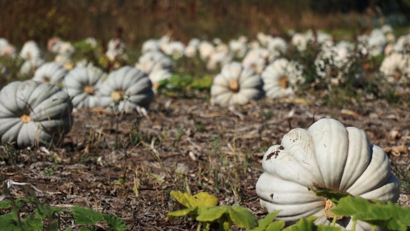 Afyonkarahisar'da hasat başladı! 7 tonluk hasat yüz güldürdü, kilosu 100 TL