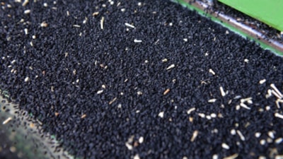 Ölümden başka her şeye deva: Çörek otu