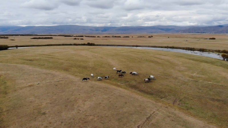 Ardahan'da yılkı atları görüntülendi