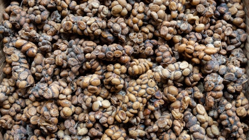 Hayvan dışkısından, yumurtalı tüketime: Dünyanın en ilginç kahveleri