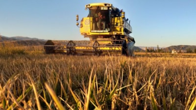 Çorum'da Osmancık'ın 'beyaz altını'nda hasat başladı