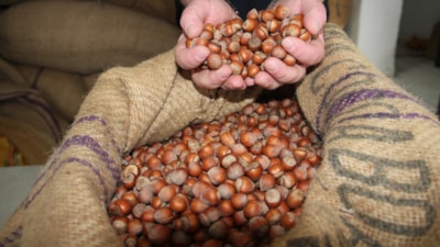 Giresun fındığı zirvede: Kilosu 352 TL’ye ulaştı