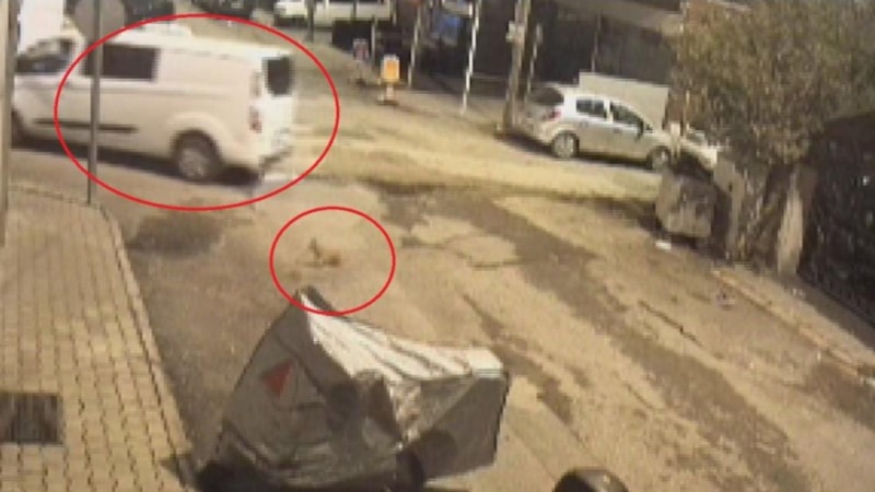 Hatay'da minibüs sürücüsü, ezdiği kediye aldırmadan yoluna devam etti