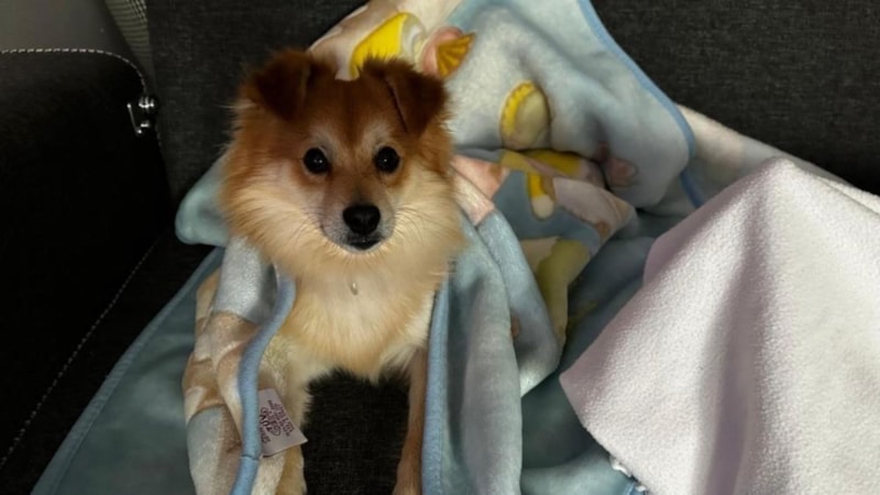 Bursa'da kaybolan köpekleri için 50 bin lira verecekler