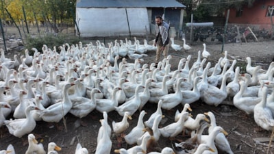 Ağrı'da ıslık sesiyle yüzlerce kanatlı hayvanı etrafına topluyor