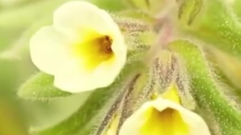 Amasya’da endemik bitki, yeni yaşam alanına taşındı