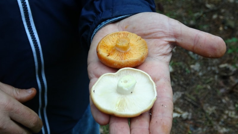 Mantar sezonu başladı: Uzmanlardan zehirlenmelere karşı uyarılar