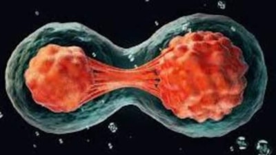 Bilim insanları ilk kez deri hücrelerinden insan embriyosu üretti