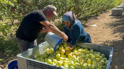 Tescilli meyvede hasat başladı: Avrupalılar kapış kapış alıyor, geliri aile geçindiriyor