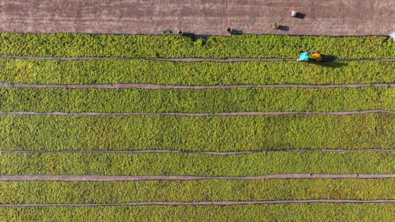 İbrahim Yumaklı: Çiftçilere 349 milyon lira destek ödemesi bugün yapılacak