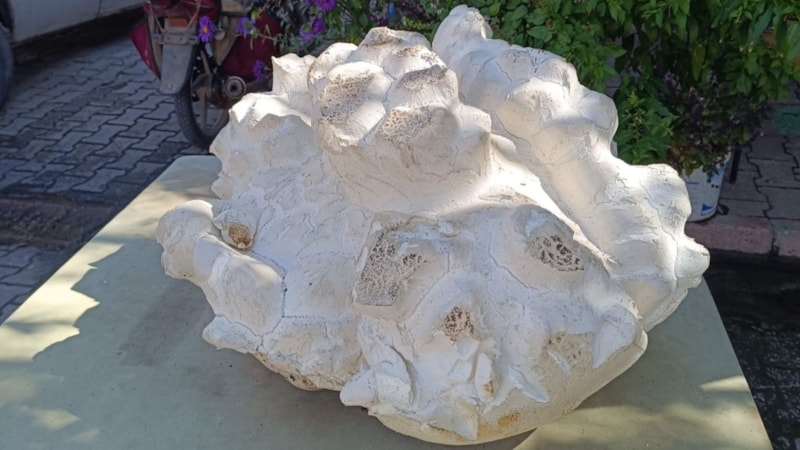 Konya'da 19 kiloluk dev mantar şaşkınlığı