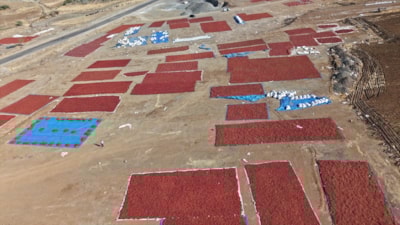 Kilis'te pul biber mesaisi: Sınırın sıfır noktasında hasat sürüyor