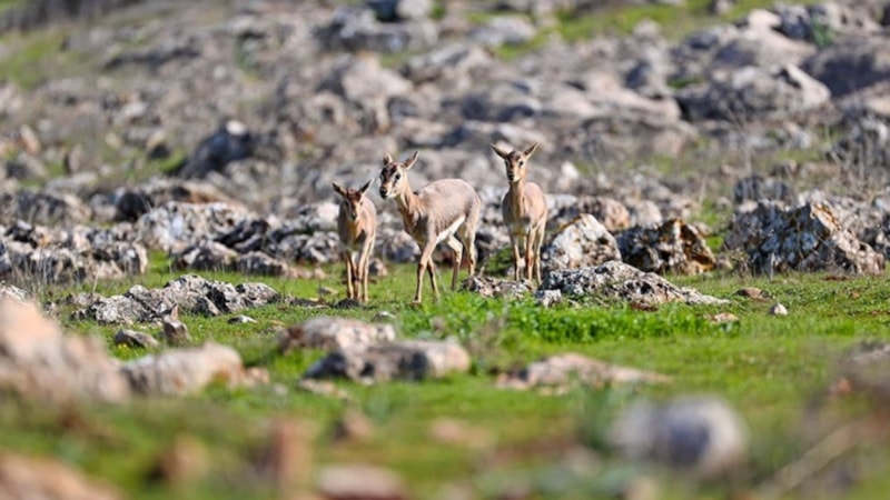DKMP'de 13 yılda yaklaşık 73 bin yaban hayvanı tedavi edilerek doğaya salındı