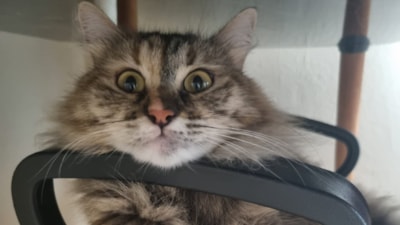 Gizemli kayıp: Tunus'tan 4 kedi ile bindi, Ankara'ya 3 kedi ile indi