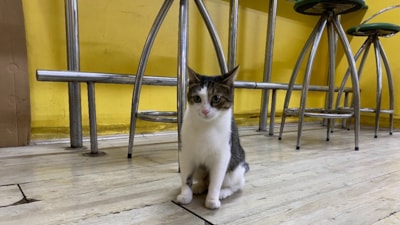 Eskişehir'de bir esnaf iki kez terk edilen kediye yuva oldu