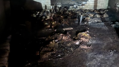 Niğde'de ahır yangını: 170 koyun telef oldu