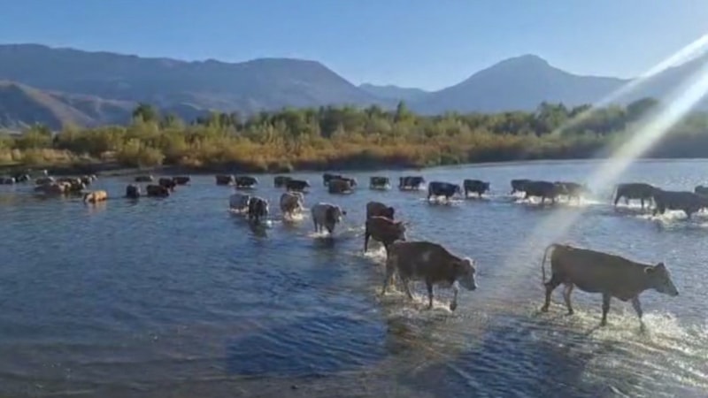 Erzincan'da kuraklık etkisini gösterdi