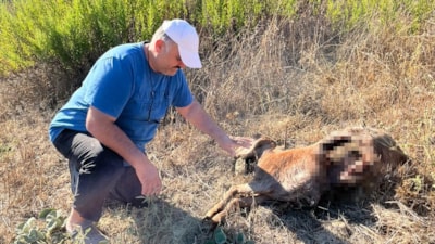İstanbul'a bir günlüğüne iş seyahatine gitti, döndüğüne keçilerini parçalanmış halde buldu