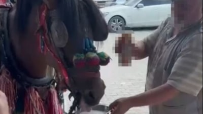 Muğla'da alkol içirilen zavallı at bağımlı oldu