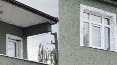 Evleri ve bahçeleri sardı: Ürünlere zarar veriyor